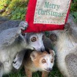 Lemurs enjoying a Christmas present from zookeepers