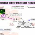 Study identifies key neurons that maintain body temperature at 37°C in mammals