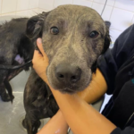 Charlie the dog taking a bath