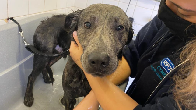 Charlie the dog taking a bath