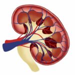 kidney