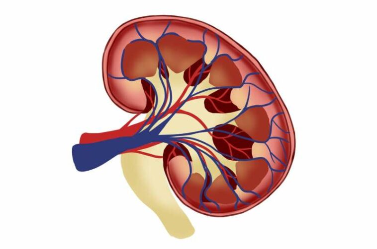 kidney