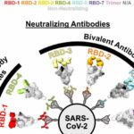 Durable SARS-CoV-2 antibodies bind to two viral targets at once