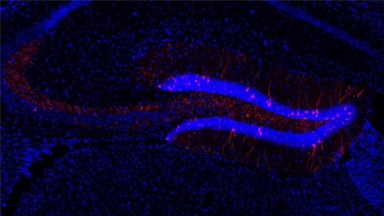 Human-approved medication brings back 'lost' memories in mice