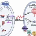 Link between sphingolipids and complement signaling may be key to stopping cancer metastasis