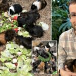 Cid and his guinea pigs