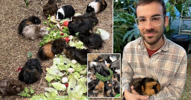 Cid and his guinea pigs