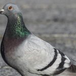 Moving Weight: Pigeon Caught Smuggling Narcotics Into Prison