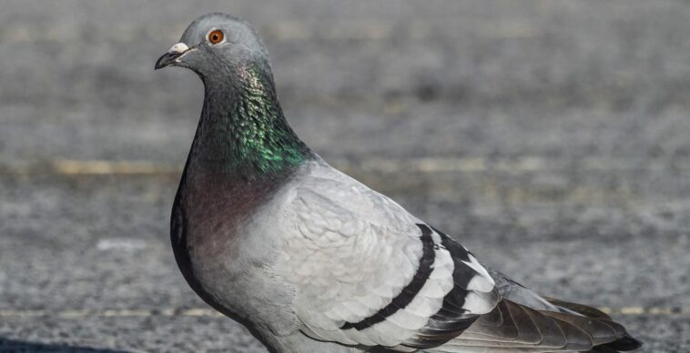 Moving Weight: Pigeon Caught Smuggling Narcotics Into Prison