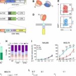 Researchers create a cell therapy based on STAb cells for a type of leukemia with few treatment options