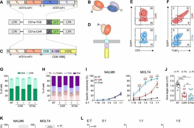 Researchers create a cell therapy based on STAb cells for a type of leukemia with few treatment options