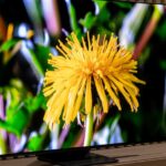 Samsung may put its free TV Plus streaming app into other manufacturers’ TVs