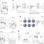 T-cell responses in the elderly rise slowly and contract quickly