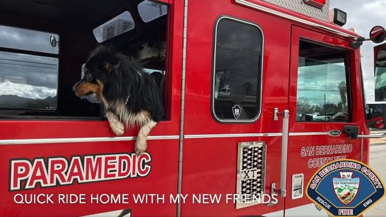 Dog Wearing AirTag Rescued From Storm Water Drain by Firefighters: Report