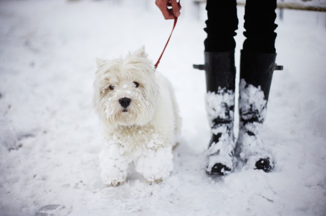 A little white dog in the show