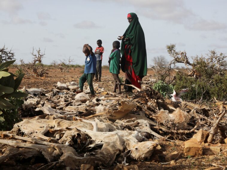 Drought in Horn of Africa worse than in 2011 famine