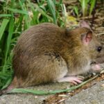 How Bolton ranks in the 'rat league of Greater Manchester'