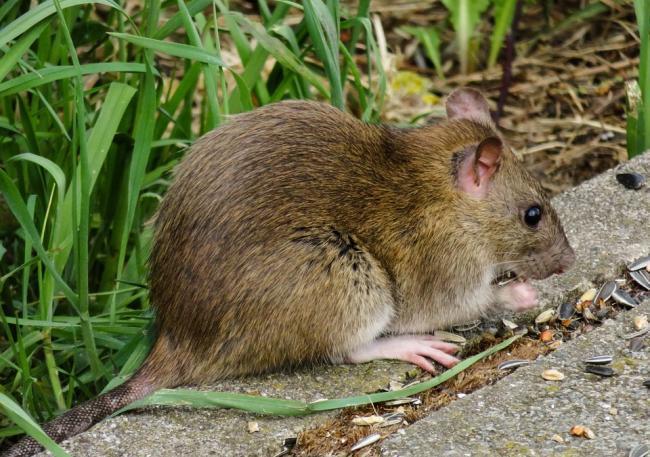 How Bolton ranks in the 'rat league of Greater Manchester'