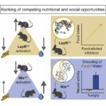 Leptin helps hungry mice choose sex over food