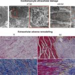 Researchers investigate pre-clinical model for clinically relevant treatments for heart attacks