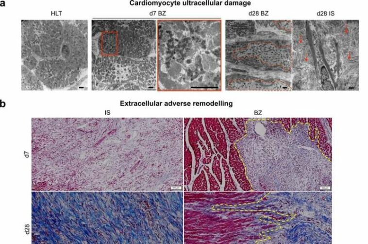 Researchers investigate pre-clinical model for clinically relevant treatments for heart attacks