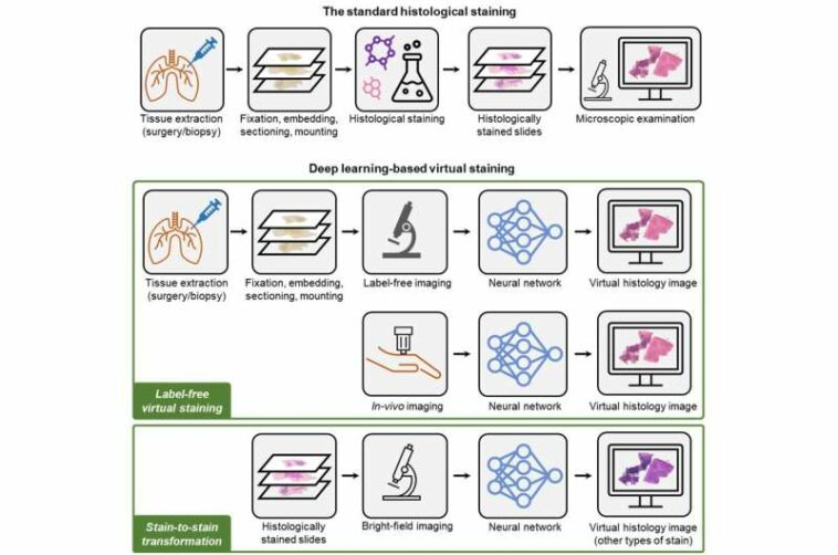 AI-based staining of biological samples