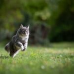 cat in garden