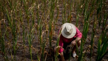 For real climate justice, it’s time for a food revolution