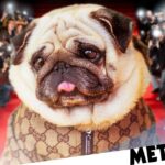 Meet the dog more famous than you will ever be: inside the world of petfluencing