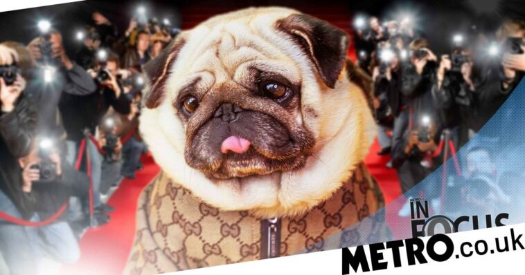 Meet the dog more famous than you will ever be: inside the world of petfluencing