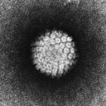 human papillomavirus