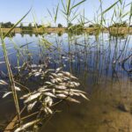 Millions of dead fish wash up amid heat wave in Australia