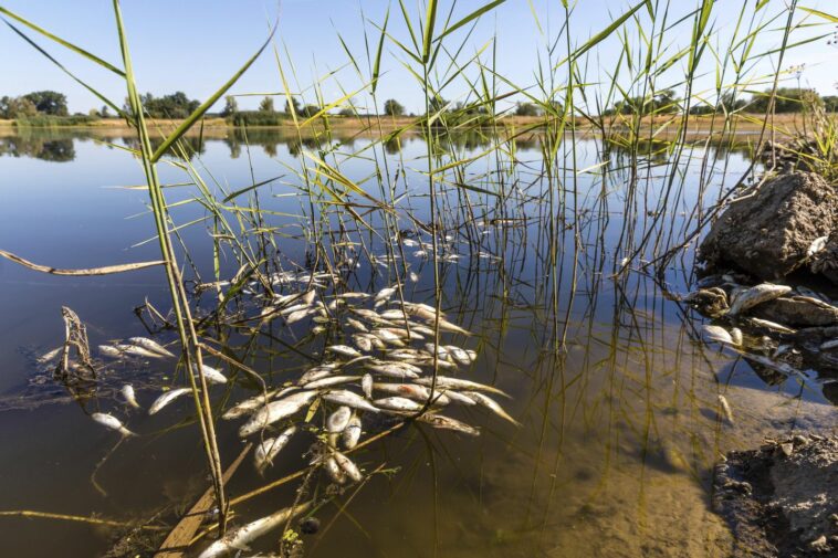 Millions of dead fish wash up amid heat wave in Australia