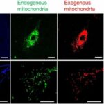 Mitochondrial transplantation improves rat recovery from cardiac arrest