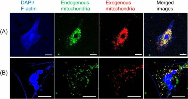 Mitochondrial transplantation improves rat recovery from cardiac arrest