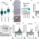 New potential therapeutic approach for HER2-positive breast cancer discovered