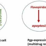 Selective protection of normal cells from chemotherapy, while killing drug-resistant cancer cells