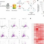 Study identifies human genes enabling SARS-CoV-2 infection