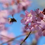 bumblebee nectaring on pink cherry blossom at Sheringham Park in Norfolk