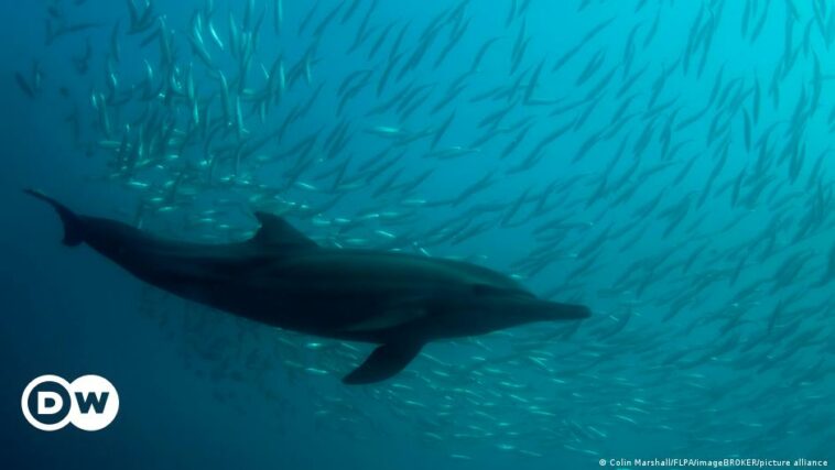 UN states finally strike deal to protect high seas