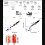 Genes &amp; Cancer | VCP/p97 as a therapeutic target in KRAS-mutant pancreatic cancer