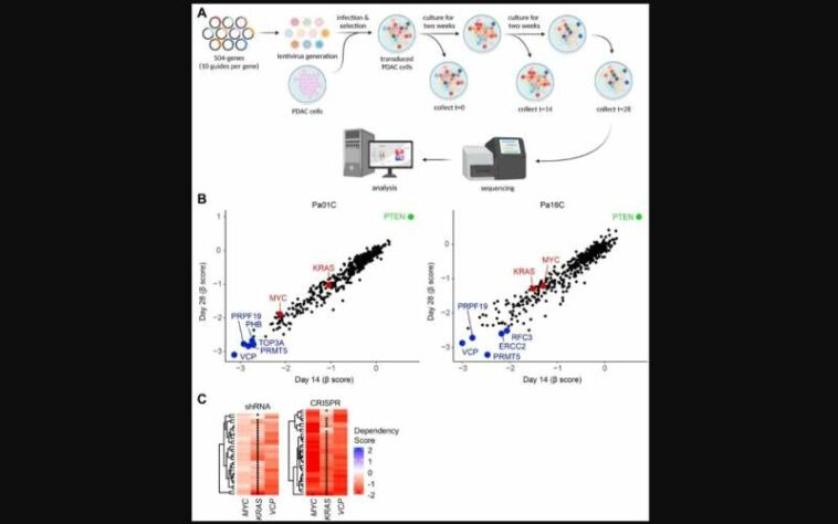 Genes &amp; Cancer | VCP/p97 as a therapeutic target in KRAS-mutant pancreatic cancer