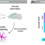 The stars in the brain may be information regulators