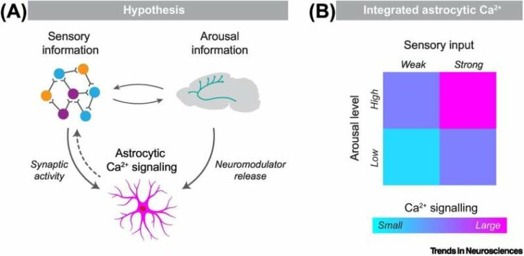 The stars in the brain may be information regulators