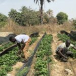 First Person: Passion to feed a healthier Gambia