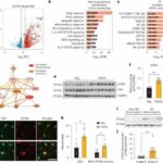 Interfering with antiviral pathway may deter Alzheimer's disease and frontotemporal dementia