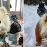 The pigeon and pomeranian