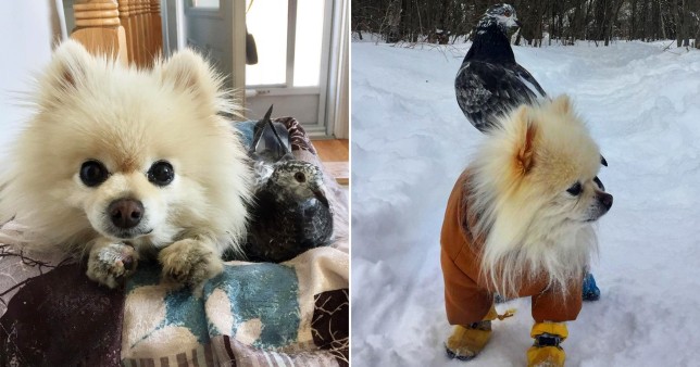 The pigeon and pomeranian