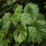 Plants make a lot of noise when injured or thirsty, new study finds