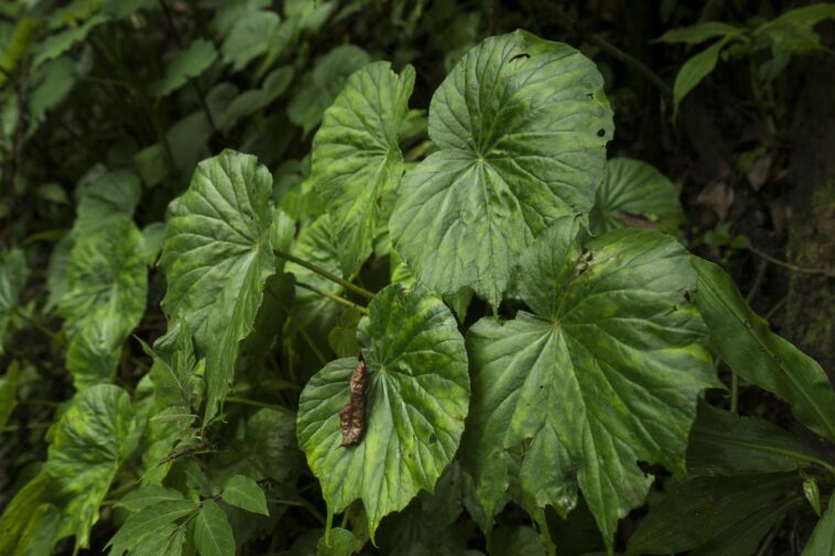 Plants make a lot of noise when injured or thirsty, new study finds